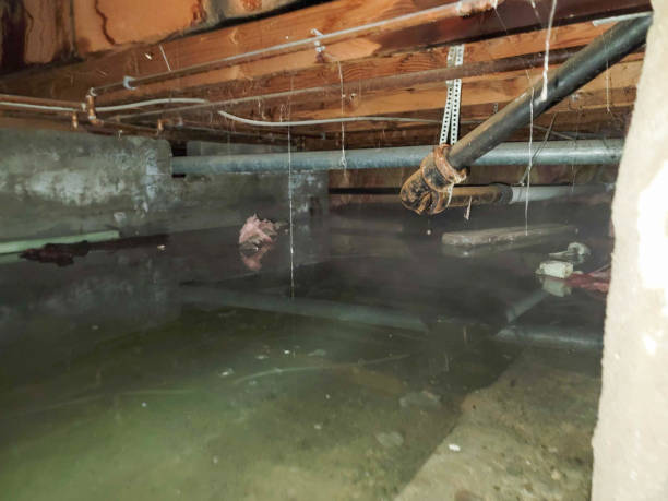 Best Carpet water damage restoration  in Glenwood, GA